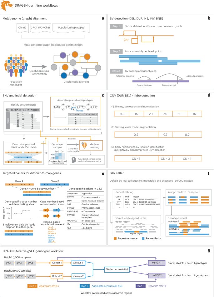 Comprehensive genome analysis and variant detection at scale using DRAGEN go.nature.com/4eXQRT1