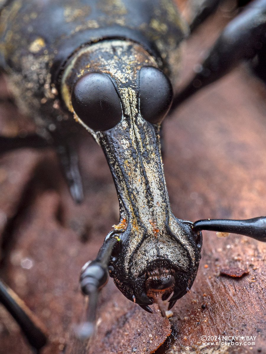 singaporemacro's tweet photo. Why pull such a long face? https://t.co/IqHH1o6WOT