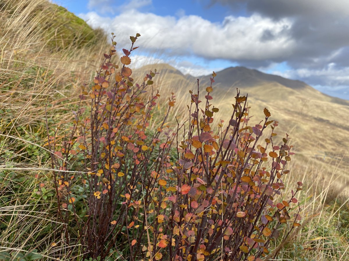 Sarah Watts (@watts_sh) on Twitter photo Major #PhD milestone <a href="/StirlingScience/">Stirling Natural Sciences</a>: data collection is now complete! My final ever #fieldwork day took place where it all began on #NTSBenLawers. Studying Dwarf #Birch (Betula nana) in our planting trial covering 3 sites, 7 field seasons, 750 trees, & 38,414 measurements! 💪🥳 Major #PhD milestone <a href="/StirlingScience/">Stirling Natural Sciences</a>: data collection is now complete! My final ever #fieldwork day took place where it all began on #NTSBenLawers. Studying Dwarf #Birch (Betula nana) in our planting trial covering 3 sites, 7 field seasons, 750 trees, & 38,414 measurements! 💪🥳