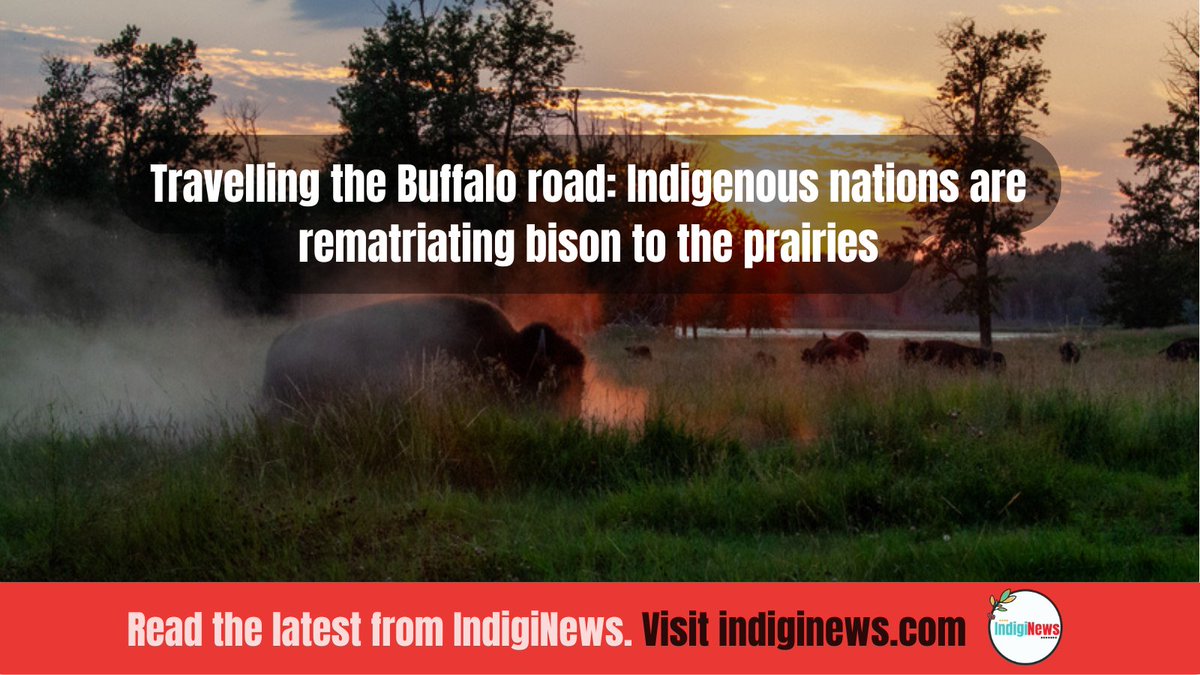 Millions of bison once roamed the grasslands, until colonialism nearly wiped them out — now, people are restoring balance to their homelands

indiginews.com/features/trave…

This story is a collaboration between IndigiNews and <a href="/thenarwhalca/">The Narwhal</a>

Story by @kaylabythesea