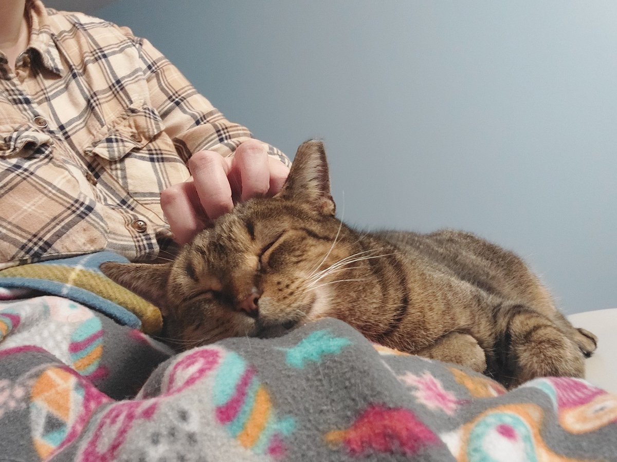 scritches time