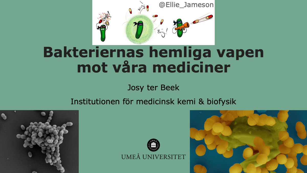 Kom till Fika efter en forskare i Väven imorgon eller följ oss online kl. 13:00! Den här gången får jag prata om min egen forskning om bakteriernas hemliga vapen #antibiotikaresistens Se alla detaljer på: umu.se/fika😊#forskom <a href="/umeauniversitet/">Umeå universitet</a>