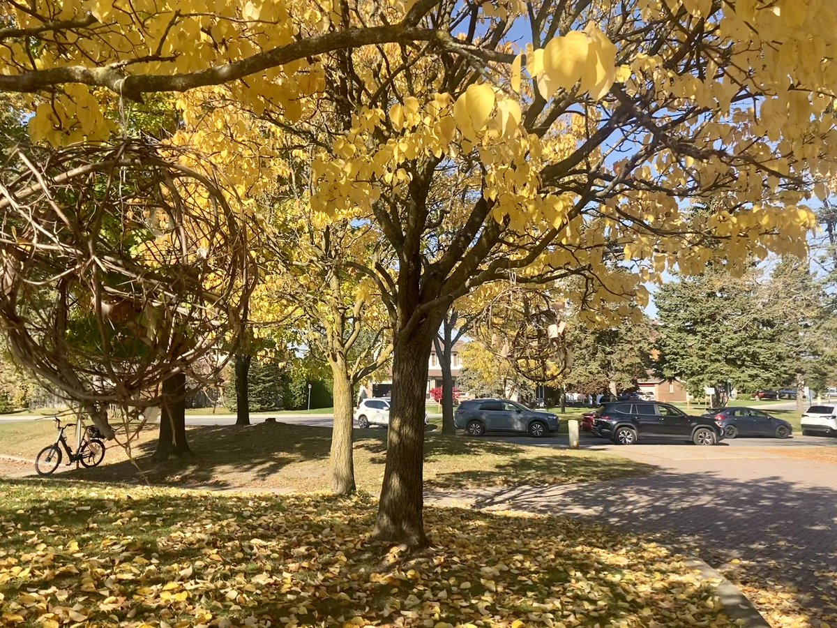 Ms. Casey (@mskcasey) on Twitter photo A beautiful morning to wrap up our week of outdoor learning 🌲 Thank you <a href="/takemeoutside/">Take Me Outside</a> for so many wonderful memories and opportunities 🫶🏼#TakeMeOutsideDay #ocsboutdoors #grade1 <a href="/OLWisdomOCSB/">Our Lady of Wisdom School</a> A beautiful morning to wrap up our week of outdoor learning 🌲 Thank you <a href="/takemeoutside/">Take Me Outside</a> for so many wonderful memories and opportunities 🫶🏼#TakeMeOutsideDay #ocsboutdoors #grade1 <a href="/OLWisdomOCSB/">Our Lady of Wisdom School</a>