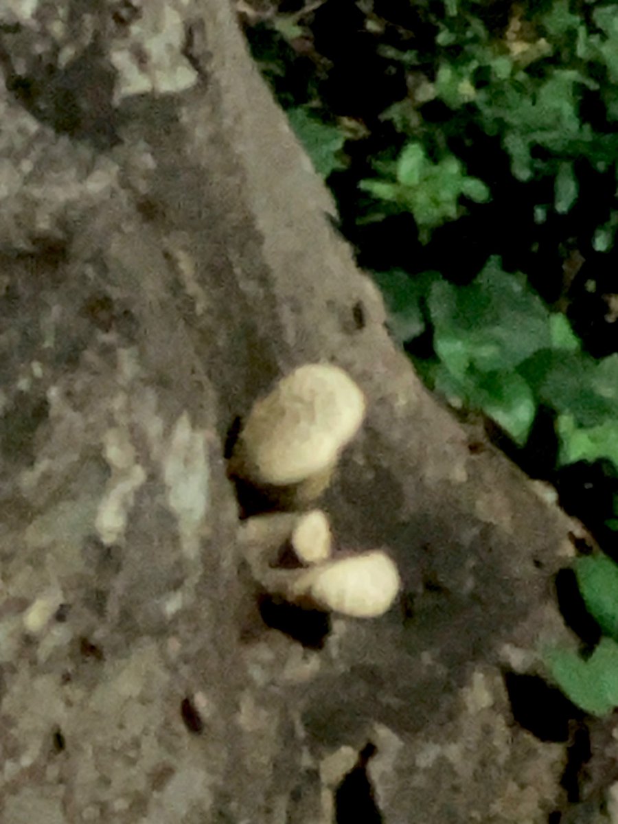 The photo is blurry, but I found the mushrooms👀

There are still busy problems🥶
I'm sorry that I couldn't read your tweets because of the apartment problems overlapped🙏

I hope you have a wonderful weekend🍀
From ONIGIRI🍙   

#JapanTravel #Japantrip
#picture #photos