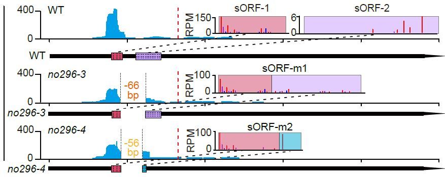 Ribosome binding of phasiRNA precursors accelerates the 24-nt phasiRNA burst in meiotic maize anthers (Yingjia Han, Siqi Jiang, Xiaomei Dong, Xing Dai, Shunxi Wang, et. al.) buff.ly/3NAGOaa <a href="/ASPB/">ASPB</a> #PlantSci
