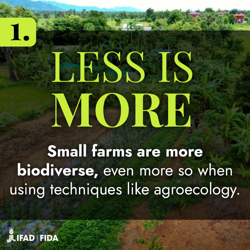 IFAD's tweet photo. Did you know that biodiversity can benefit from sustainable food systems?
 
Here are three ways the people who grow our food can ensure a biodiverse future for us all.
 
#COP16 #COP16Colombia #PeacewithNature