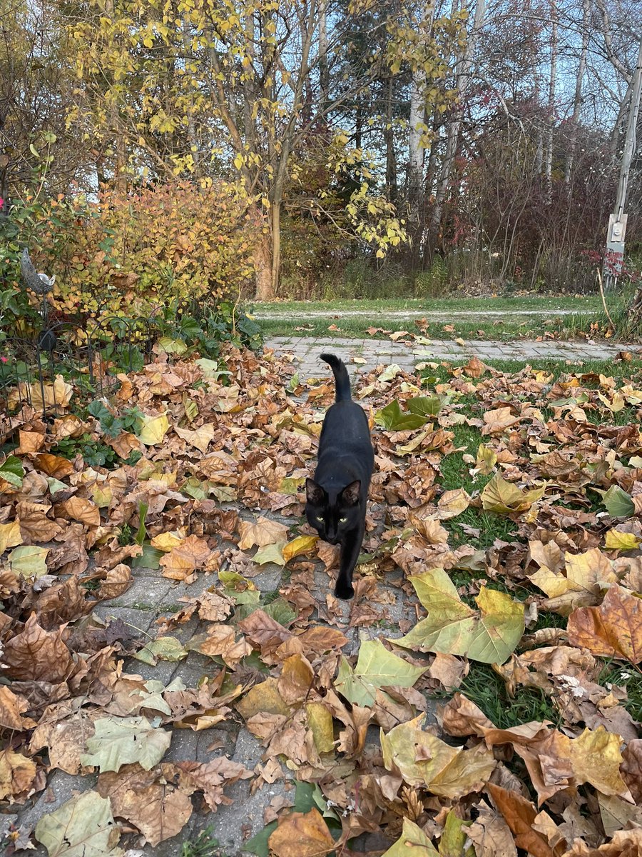 Tis the season…

#spooky #blackcat #Halloween <a href="/beetsforthesoul/">Beets for the Soul™️</a>