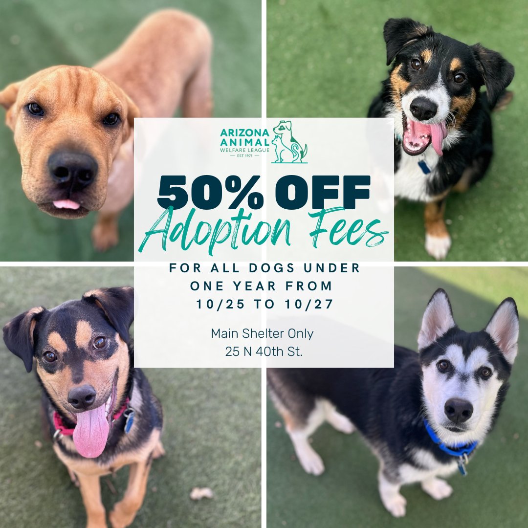 SURPRISE! We’re having a flash adoption special this weekend for all our adorable puppies at our Main Shelter (25 N 40th St). That means all dogs under one year old have 50% off their adoption fee from 10/25 to 10/27 🐾