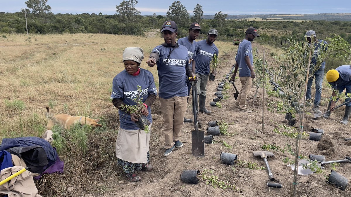 Happy 10th anniversary to <a href="/onetreeplanted/">One Tree Planted</a> We’ve loved working together since 2020, bringing green life to South Africa’s townships and rural areas. Thank you for supporting grassroots projects worldwide. Here’s to more growth together! #OneTreePlanted10 #GreenSouthAfrica