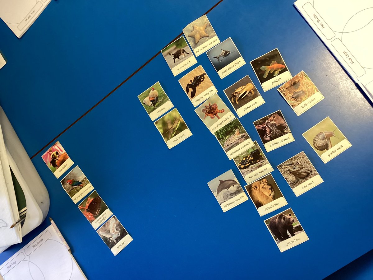StSebsY4's tweet photo. In our science topic, we have been grouping living things… can you guess what the groups are based on? #SebsScience @StSebastiansPri https://t.co/qz2sInjURr
