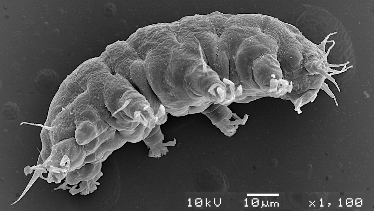 astrobiology's tweet image. Tardigrades Are Less Cosmopolitan And More Diverse Than Has Been Thought
astrobiology.com/2024/10/tardig…
#astrobiology #Tardigrade #microbiology #extremophile @Tardigradopedia