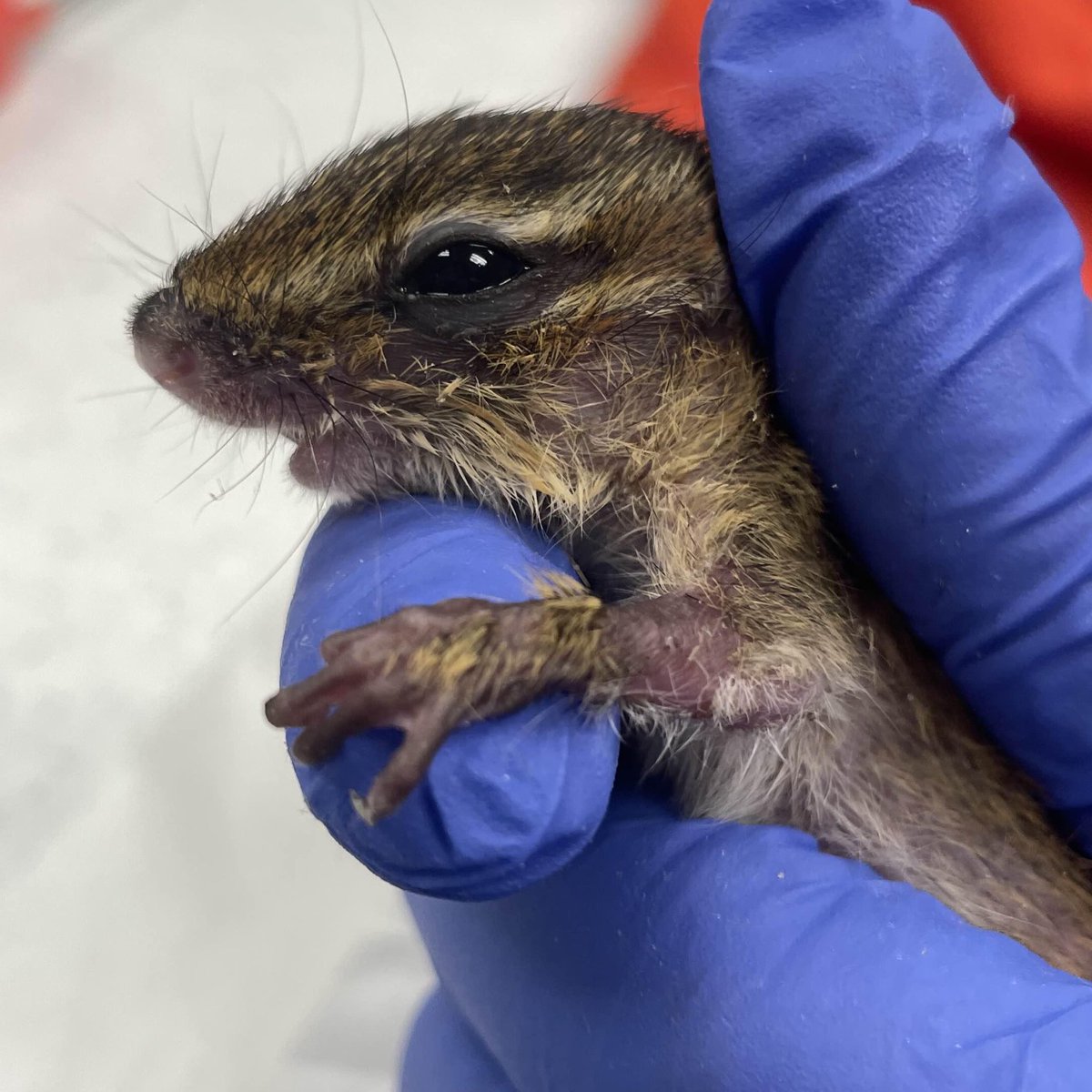 DCCityWildlife's tweet photo. In early Sep we received this infant #EasternChipmunk from DC Animal Care & Control. 🐿️
Her patchy fur & very poor body condition looked like a member of the public had tried to keep her for some time, but we cannot be sure as no contact info or details were provided. https://t.co/4xKtcLsMvf
