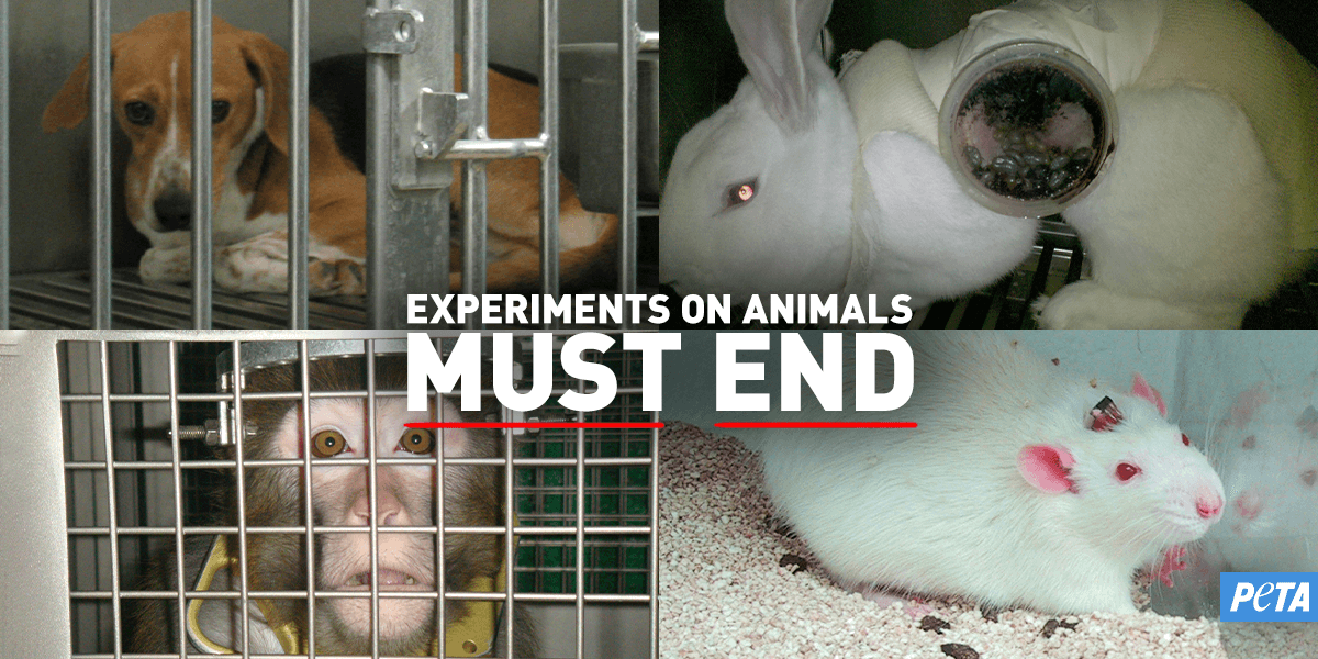 PhoebeBuffayCat's tweet photo. #BanAnimalTestingWorldwide - Week 39 💉👩⚕️💊🔬🧫🧪🥼👨🔬🐰🐱🐶🐷🐁🐐🐒🐦🐟🐛
It's an arcaic & abominably cruel method! MAFIA & pseudoscience! 📣🤬
*
¡Métodos alternativos o barbarie, mafia y pseudociencia! 📢😱
#RescateVivotecnia #Vivotecnia #EndAnimalTesting #EndSpeciesism https://t.co/f3nAaJkhdL