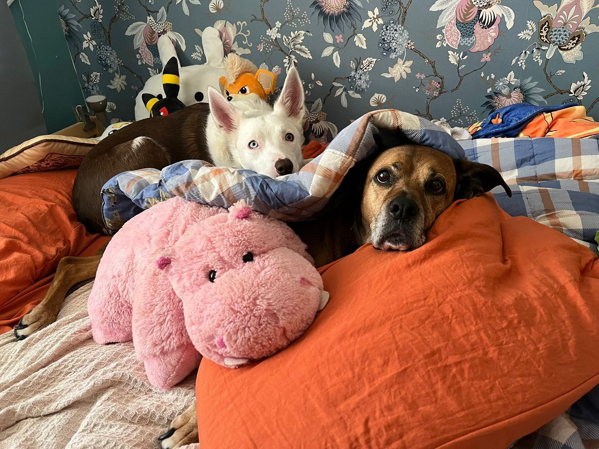 Allanah "Fitzy" Fitzgerald 🎙️ tweet media