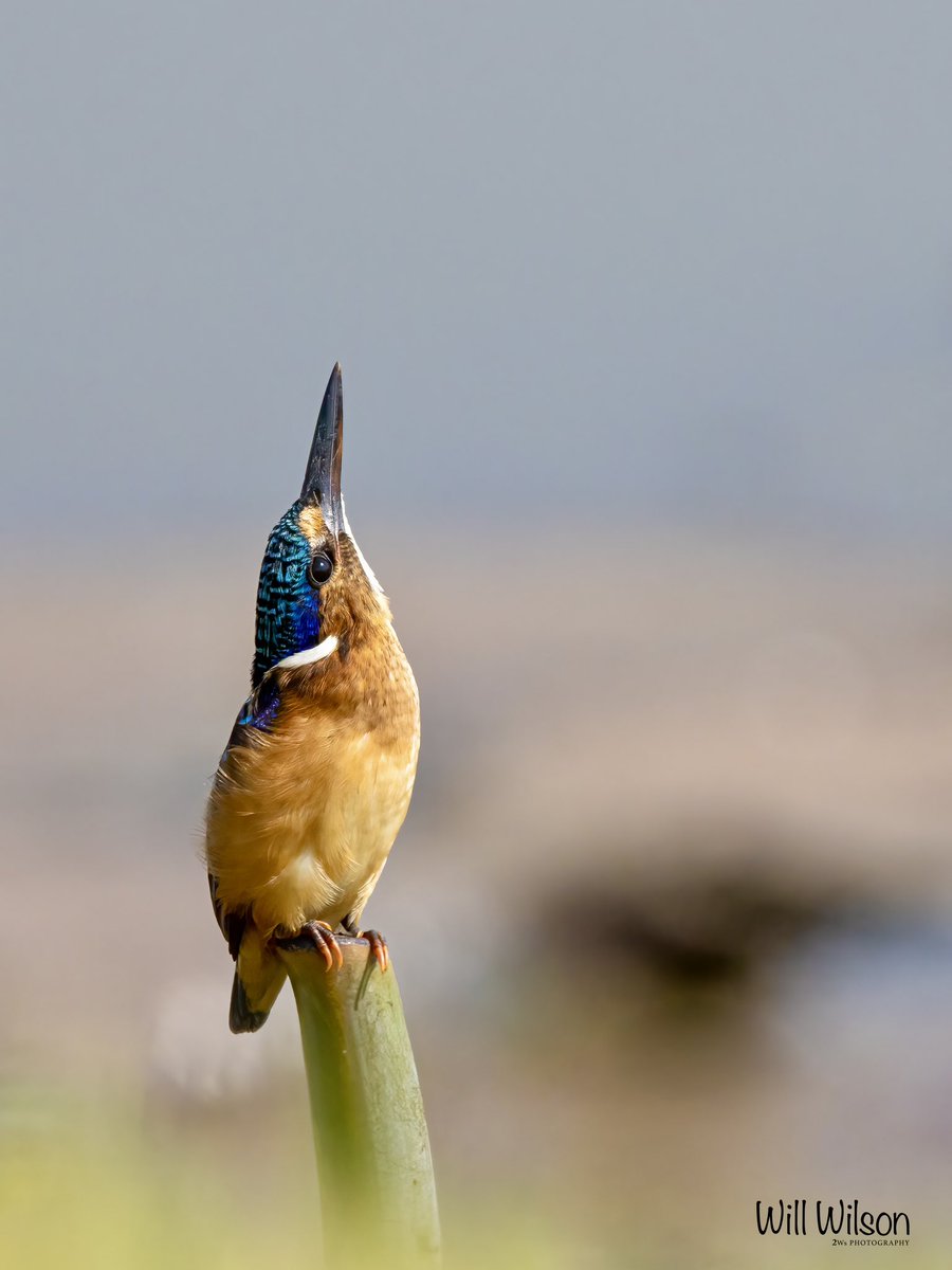 A juvenile Malachite Kingfisher checking for threats from above… In this case a Yellow-billed Kite was soaring above them.

📍Nyarutarama Lake, in #Kigali #Rwanda #RwOX #BirdTwitter