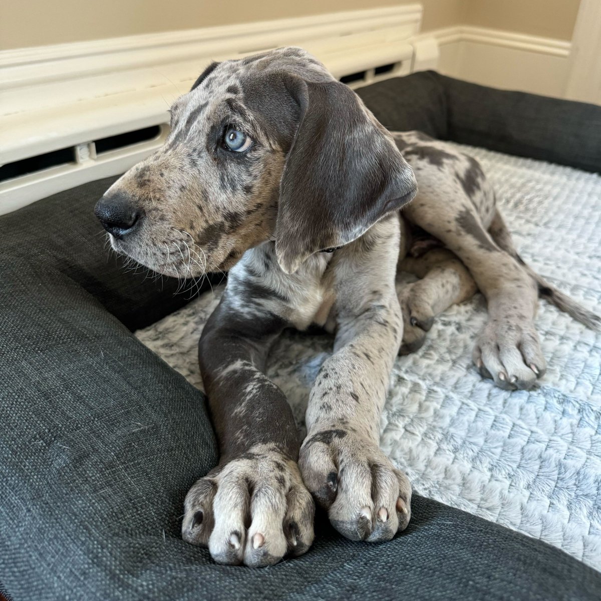 Fetch (@fetchrewards) on Twitter photo Look who just popped in 👀 it’s <a href="/WesSchroll/">Wes Schroll</a>, the CEO of Fetch! And just LOOK at his new little fur baby, Atlas! 🥹 Share a pic of your pet below, include #FetchAppParty & referral code for a chance at 50k Fetch Points! Rules: tinyurl.com/4xpxvk8z Look who just popped in 👀 it’s <a href="/WesSchroll/">Wes Schroll</a>, the CEO of Fetch! And just LOOK at his new little fur baby, Atlas! 🥹 Share a pic of your pet below, include #FetchAppParty & referral code for a chance at 50k Fetch Points! Rules: tinyurl.com/4xpxvk8z