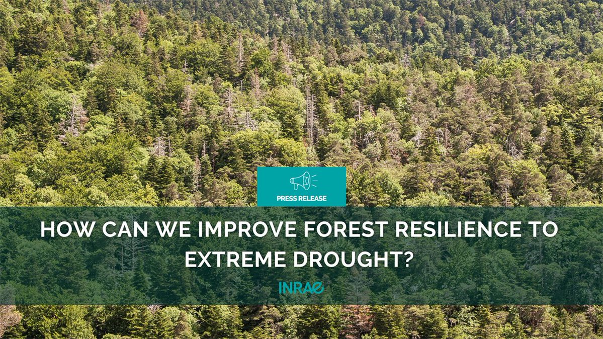 INRAE_International (@inrae_intl) on Twitter photo #PR_INRAE Two factors are key to improving the drought-survival chances of trees in mixed forests🌲🌳:
✅a tree’s species
✅the species composition of the forest
These results published in <a href="/GlobalChangeBio/">Global Change Biology</a> are reported by a consortium of international scientists, involving #INRAE #PR_INRAE Two factors are key to improving the drought-survival chances of trees in mixed forests🌲🌳:
✅a tree’s species
✅the species composition of the forest
These results published in <a href="/GlobalChangeBio/">Global Change Biology</a> are reported by a consortium of international scientists, involving #INRAE