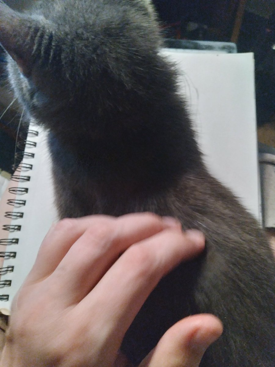 LapCat Arts CEO (Cat aexecutive Officer) says "Less drawing, more pettings"

She did not say "please" it was an order, so my next piece will just have to wait, I was overruled 

#CatsofTwittter #CatsOfX