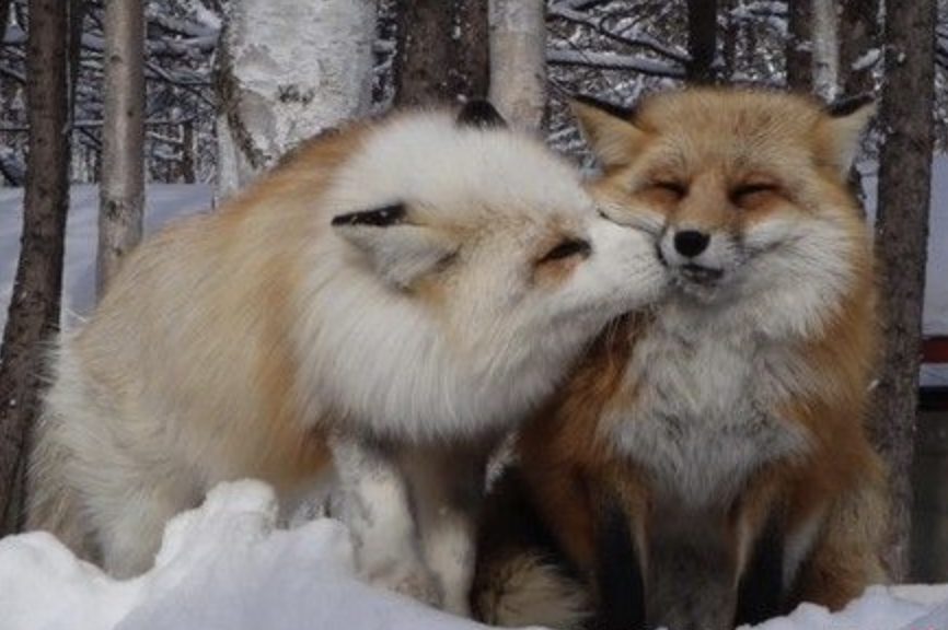 MetaMask's tweet photo. just in case you ever forget: we love you, fox fam https://t.co/UPC3esnTi5