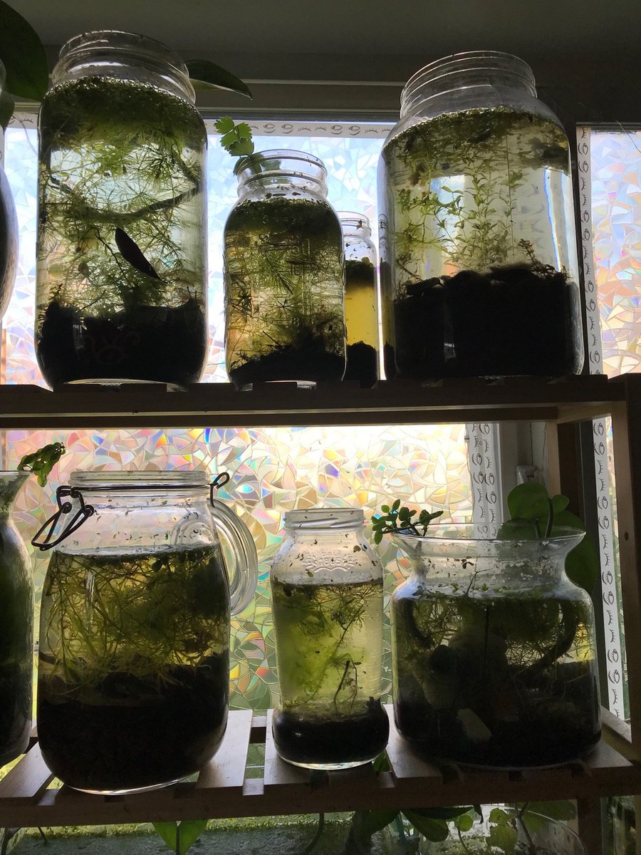 JARS IS LOVE !!