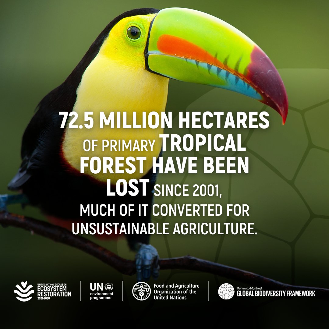Unsustainable agriculture drives nature loss.

With #COP16Colombia calling for action across all sectors, transforming food systems to prioritize sustainable, plant-rich options is key to halt &amp; reverse this loss.

More on #GenerationRestoration: unep.org/we-are-nature