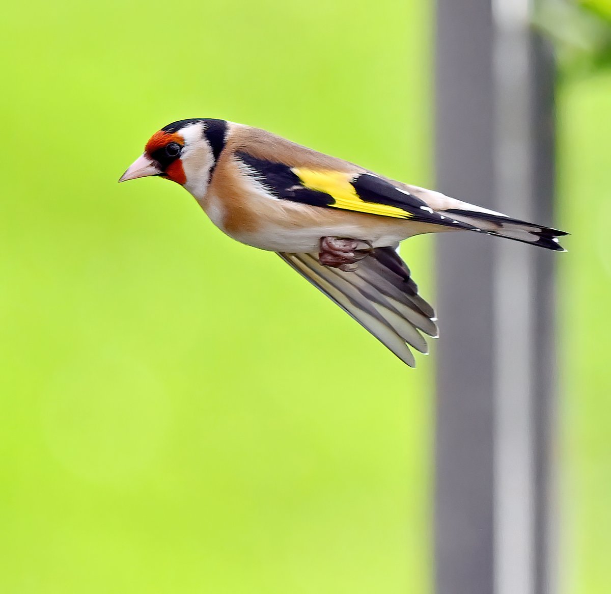 Carl Bovis tweet media