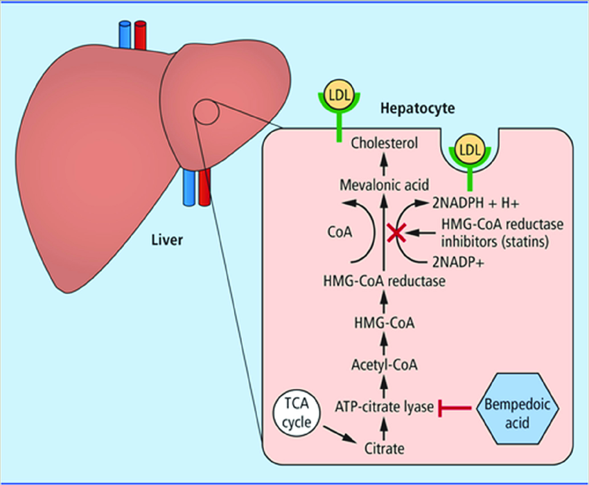 Sale nuevo hilo de farmacologia en Lipidos
Hoy: Ácido bempedoico (AB).
¿Que es? ¿En que pacientes usarlo? ¿Se puede usar junto con estatinas? ¿Sirve para paciente intolerantes? ¿Cuanto baja el LDL? ¿Baja la inflamación?
Todo esto y mas, veamos: