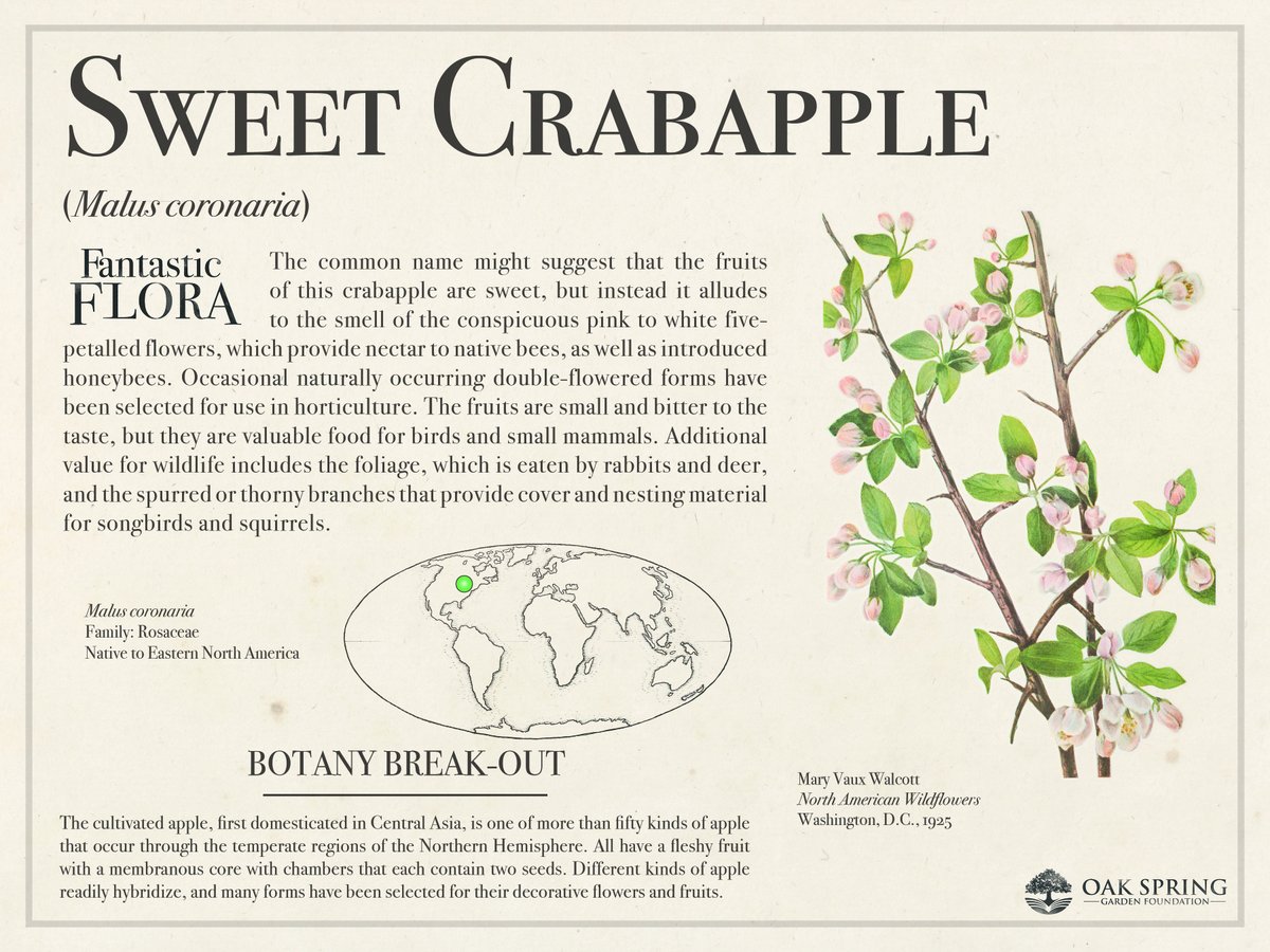 Happy #FantasticFloraFriday! Today we're highlighting Sweet Crabapple, which is related to one of the most popular seasonal fruits this time of year, though you probably won't be eating it yourself.

For more famous fruits, visit fantasticflora.online.