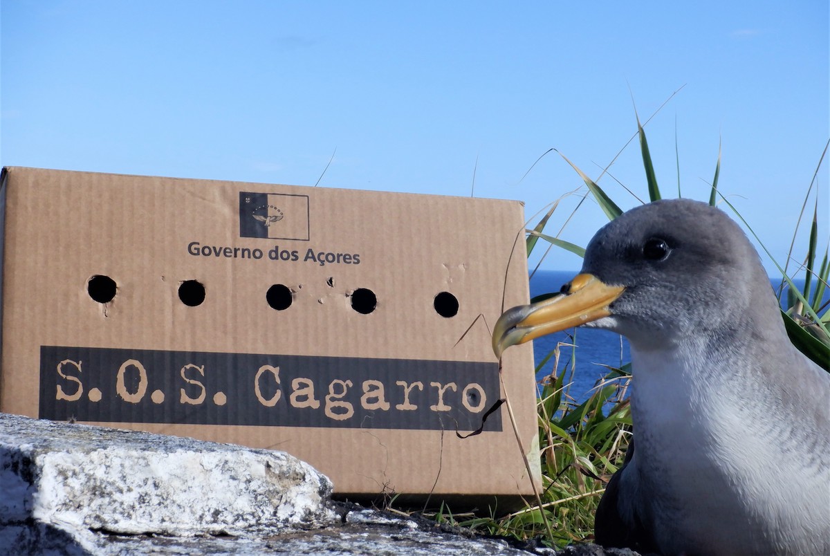 Açores apagam as luzes durante vários dias para salvar estas aves 
wilder.pt/historias/acor… <a href="/spea_birdlife/">SPEA</a>