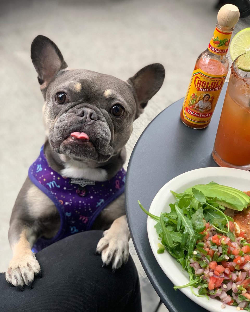 RuffhausNYC's tweet photo. When you're trying to focus on lunch but your dog's cuteness is too distracting. 🥗🐶 Relatable? #Frenchie #DogLife #LunchBuddy #PetFashion #CuteDogs
Elevate your pup's style: https://t.co/JS8FJE260y https://t.co/15fymSoMmh