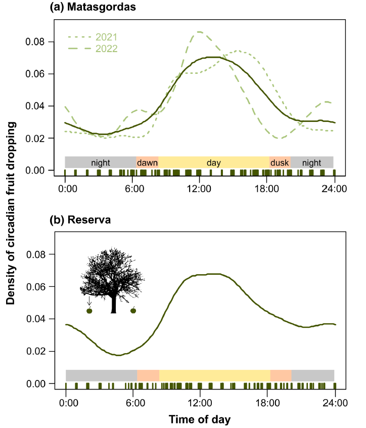 JUST PUBLISHED: 
What time of the day do ripe fruits drop to the ground?
Who cares?
The answers in this intriguing work led by Pedro Garrote:
besjournals.onlinelibrary.wiley.com/doi/full/10.11…