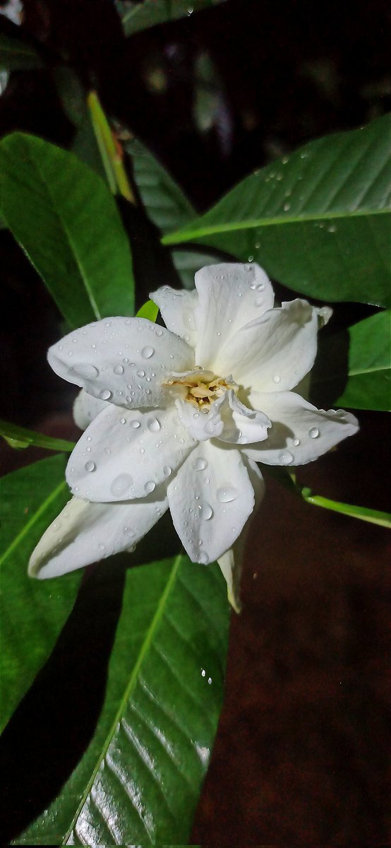 ବହଳିଆ ଅନ୍ଧାର ଘୋଡ଼େଇ
ରାତିଟା ଶୋଇଗଲା ପରେ
ଦି'ଟୋପା ବର୍ଷା ଛିଟାରେ
ଆଖି ମଳି ପାଖୁଡ଼ା ପଛରୁ
କିଏ ସେହି ମୁହଁ ଟେକି ଚାହେଁ... !?
କିଏ ସେହି ଅପରିଚିତା
ଯାହାର ଏ ଭୁରୁ ଭୁରୁ ବାସ୍ନା
ମନକୁ ମୋ ଆନମନା କରେ,
କିଛି କିଛି ମିଠା ମିଠା
ମୋ ପ୍ରିୟା ଦେହର ବାସ୍ନା ପରି ଲାଗେ...!!?

#ତାପସତ୍ୱ
