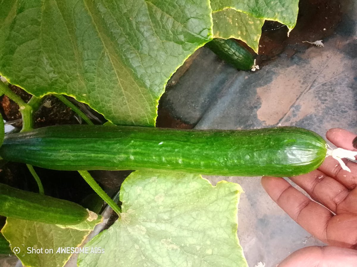 NatureGrowers_'s tweet photo. The other side of Tenacity!💚 https://t.co/i9jW9xgRvk