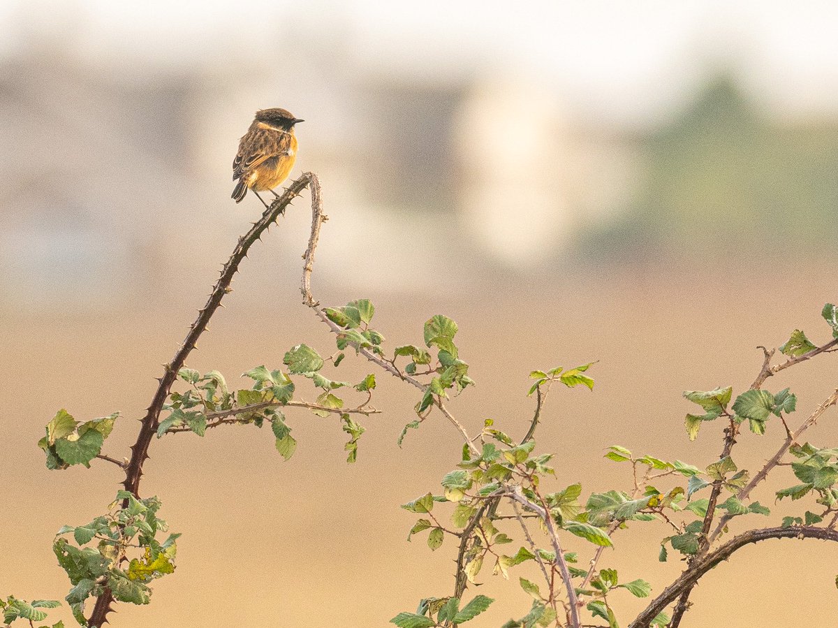 Jon W (@_fivefootseven) on Twitter photo With <a href="/EssexBirdNews/">EBwS Bird News</a> Big County Birdwatch upon us, I managed to get a couple of hours in at Mersea this evening. Had a nice showy Corn Bunting and several Stonechat as the best of 30 species seen. #BCBW With <a href="/EssexBirdNews/">EBwS Bird News</a> Big County Birdwatch upon us, I managed to get a couple of hours in at Mersea this evening. Had a nice showy Corn Bunting and several Stonechat as the best of 30 species seen. #BCBW