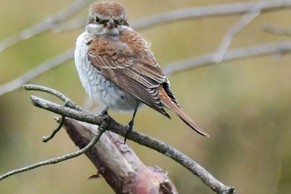 Edinburgh NATURE tweet media
