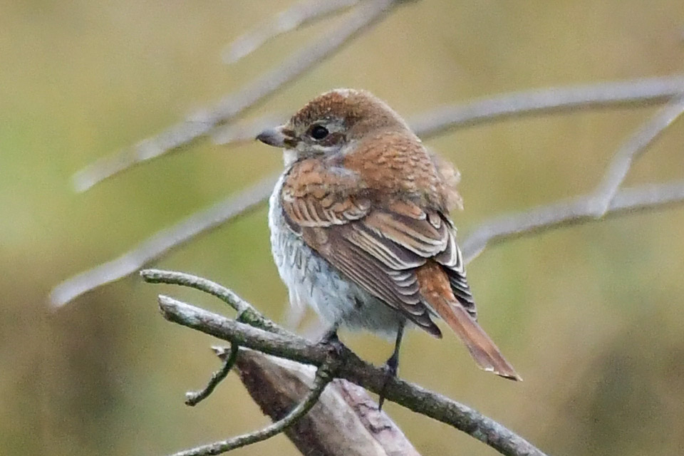 Edinburgh NATURE tweet media