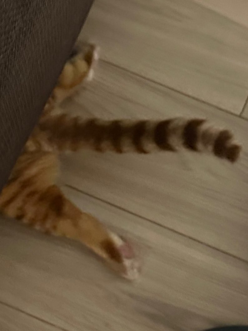 cccremon🐈 tweet media