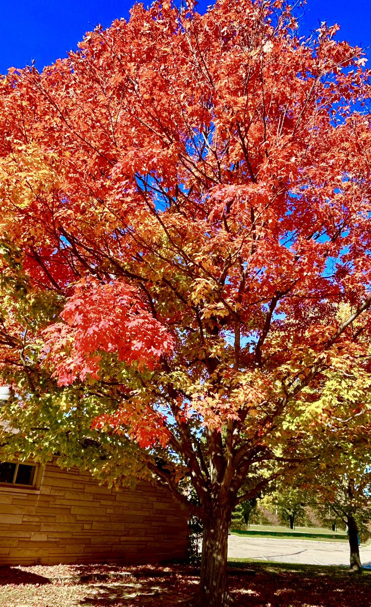 Absolutely loved my time spent in Indiana training approximately 50 teachers who were new to our Heggerty Phonemic Awareness curriculum. Loved all the beautiful fall colors too! 🍂 <a href="/HeggertyPA/">Heggerty</a>