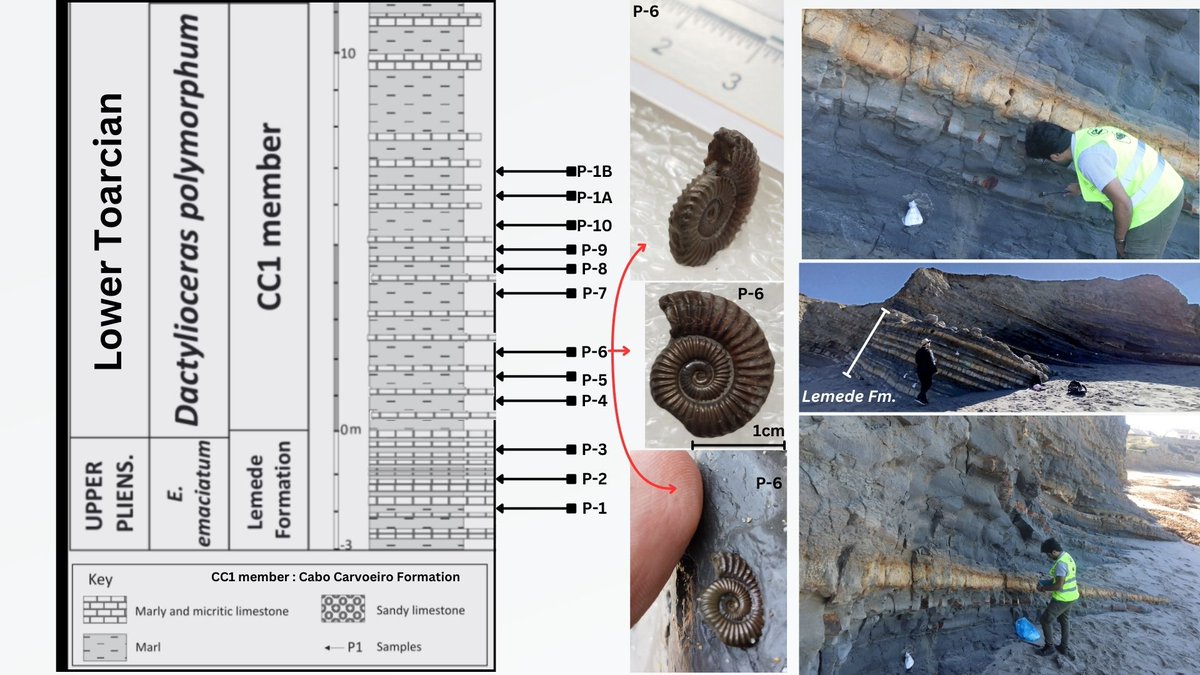 borazzz9's tweet photo. Just a quick glance for a first test sampling from Lower Jurassic, Toarcian of Lusitanian Basin near the Toarcian Global Stratotype!! Thanks to @ALTSHN and @ComeniusUni for the support ⛏️🦕 https://t.co/mqXVRigVsn