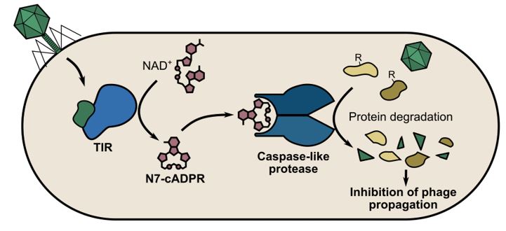 Sorek Lab (@soreklab) on Twitter photo We discovered a new immune signaling molecule: N7-cADPR
N7-cADPR is produced by phage-stimulated TIR proteins. It activates a bacterial caspase, which then degrades essential proteins to curb infection
Preprint: biorxiv.org/cgi/content/sh…
Congrats @FrancoisRousset & <a href="/IlyaOsterman/">Ilya Osterman</a> We discovered a new immune signaling molecule: N7-cADPR
N7-cADPR is produced by phage-stimulated TIR proteins. It activates a bacterial caspase, which then degrades essential proteins to curb infection
Preprint: biorxiv.org/cgi/content/sh…
Congrats @FrancoisRousset & <a href="/IlyaOsterman/">Ilya Osterman</a>