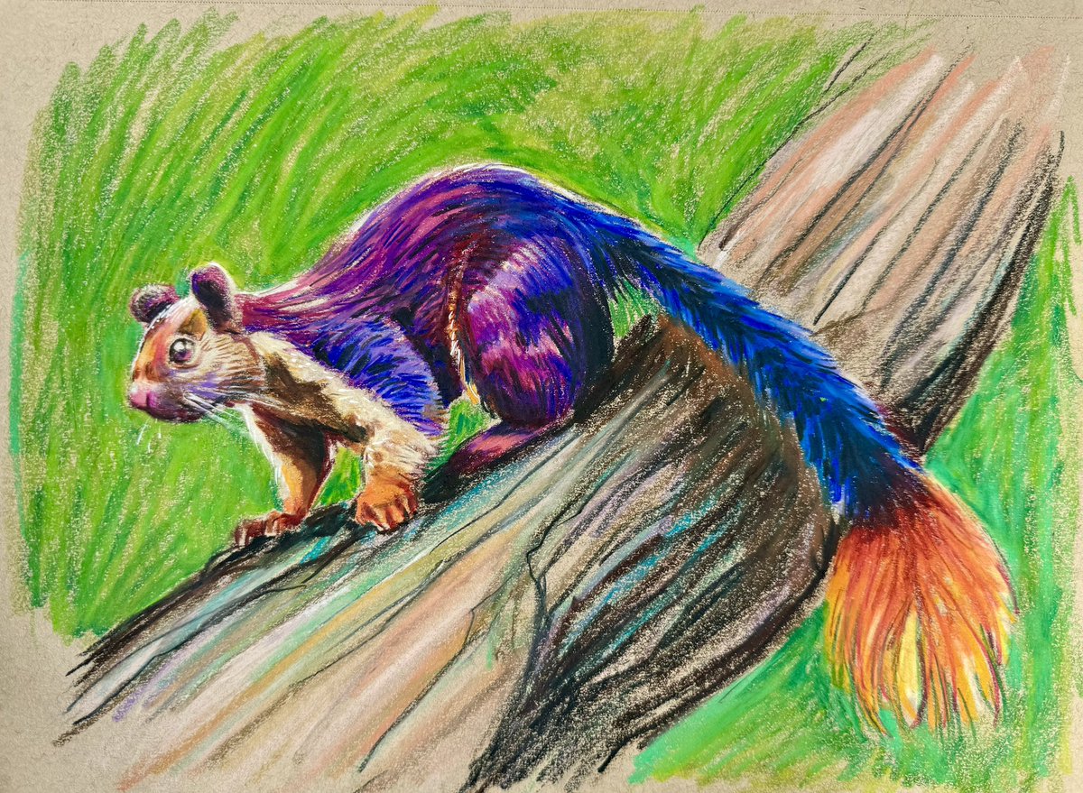 NDeStefano's tweet photo. #OctoberAnimals Day 25 - Indian Giant Squirrel #SquirrelAwarenessMonth https://t.co/5CI0Tjk5rE