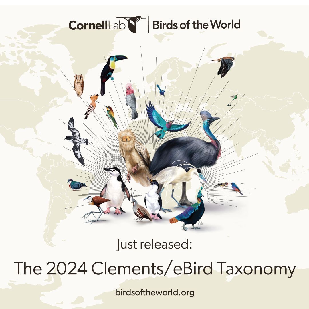 It's that time of the year when eBird/Clements Taxonomy is updated through splits, lumps, new species, changes to scientific names &amp; many more things. Here is a thread of filtered info relevant to birders &amp; researchers in Pakistan for 2024-25 🇵🇰

A long but informative 🧵