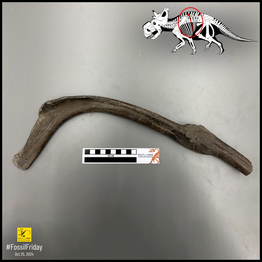 #FossilFriday! This is a Pachyrhinosaurus rib collected from Pipestone Creek in 2023. While ribs are usually among our most common fossils, this one is special. The bulge at the end shows where it was broken and healed during the animal's life, making it a very fascinating find.