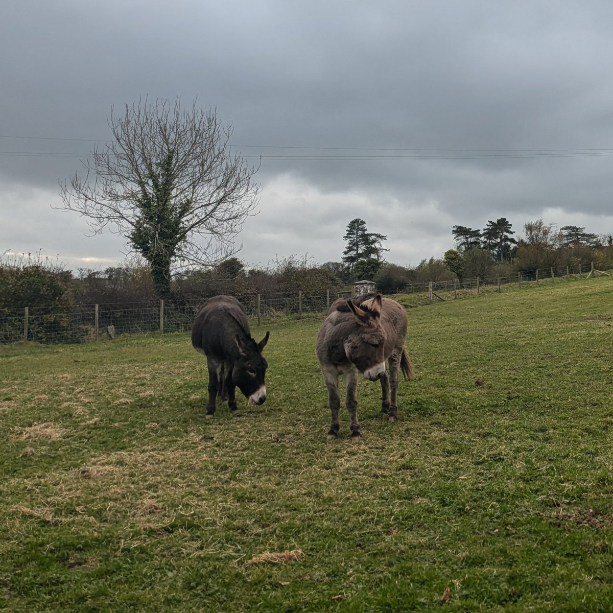 It was a pleasure to welcome our new PhD student funded by <a href="/ahrcpress/">Arts and Humanities Research Council</a> from <a href="/LeicsMusStud/">School of Museum Studies</a> to <a href="/ufm_cultra/">Ulster Folk Museum</a> this week. As promised, she got to meet all of our lovely animals including the piglets and donkeys!
