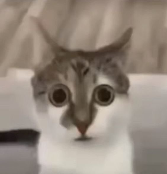 🍞🐝 tweet media