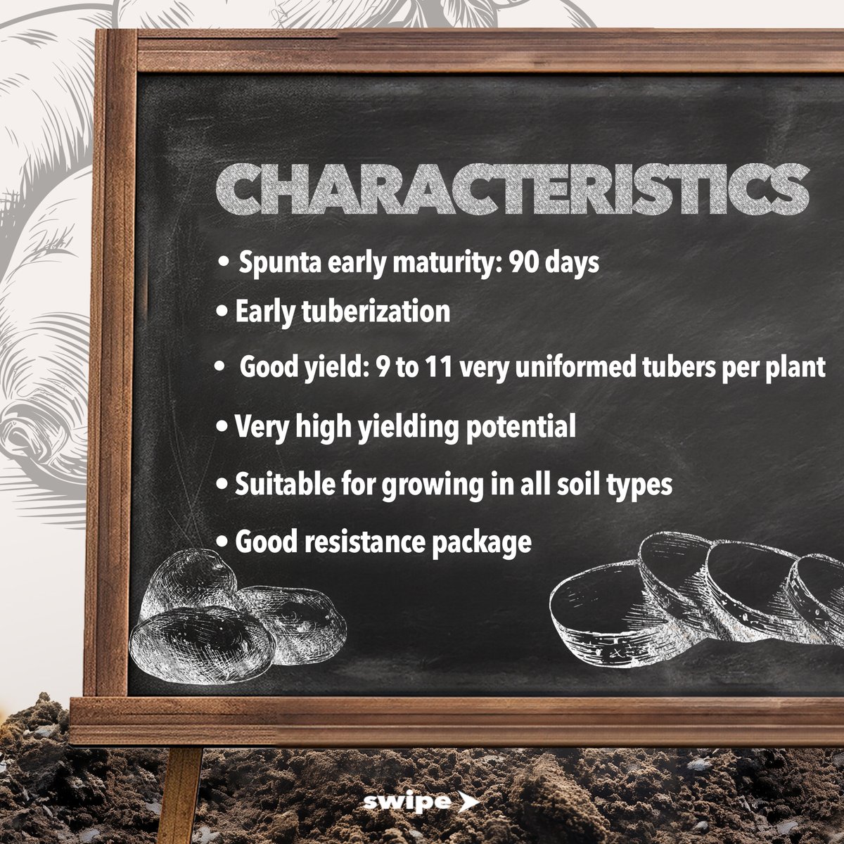 HLAgroJamaica's tweet image. Spunta potatoes are the farmer's choice. They deliver high yields and quality results every season - when done right. Here’s what you need to know to grow them for maximum yield.

Get your seeds today at your nearest H&amp;amp;L Agro store.

#spunta #HLAgro