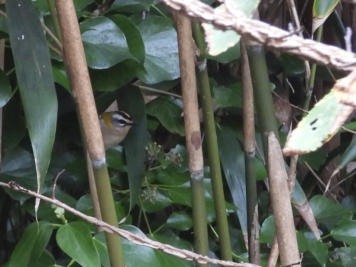 Made the right choice when trying to find a sheltered walk this lunchtime