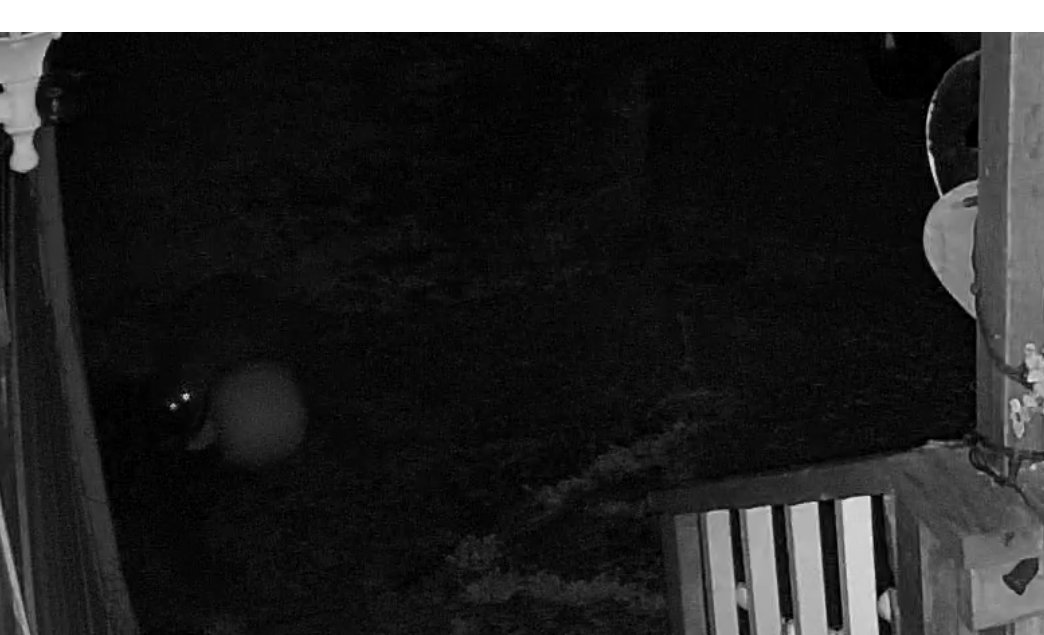 odiesislandlife's tweet photo. I saw my pumpkin has been moved this morning 😲 apparently it was too heavy for the thief to steal it completely 😂 #maskedbandit #raccoon #busted #halloween2024 https://t.co/bR8tFfqJuB