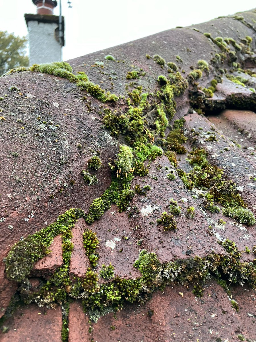 KendoCameron's tweet image. Proper wee family business being built. 

@_aaron_cameron &amp;amp; I attacking day one of removing &amp;amp; treating some moss on a roof in #Barnton whilst the rest of the family leafleted and brought in more work!