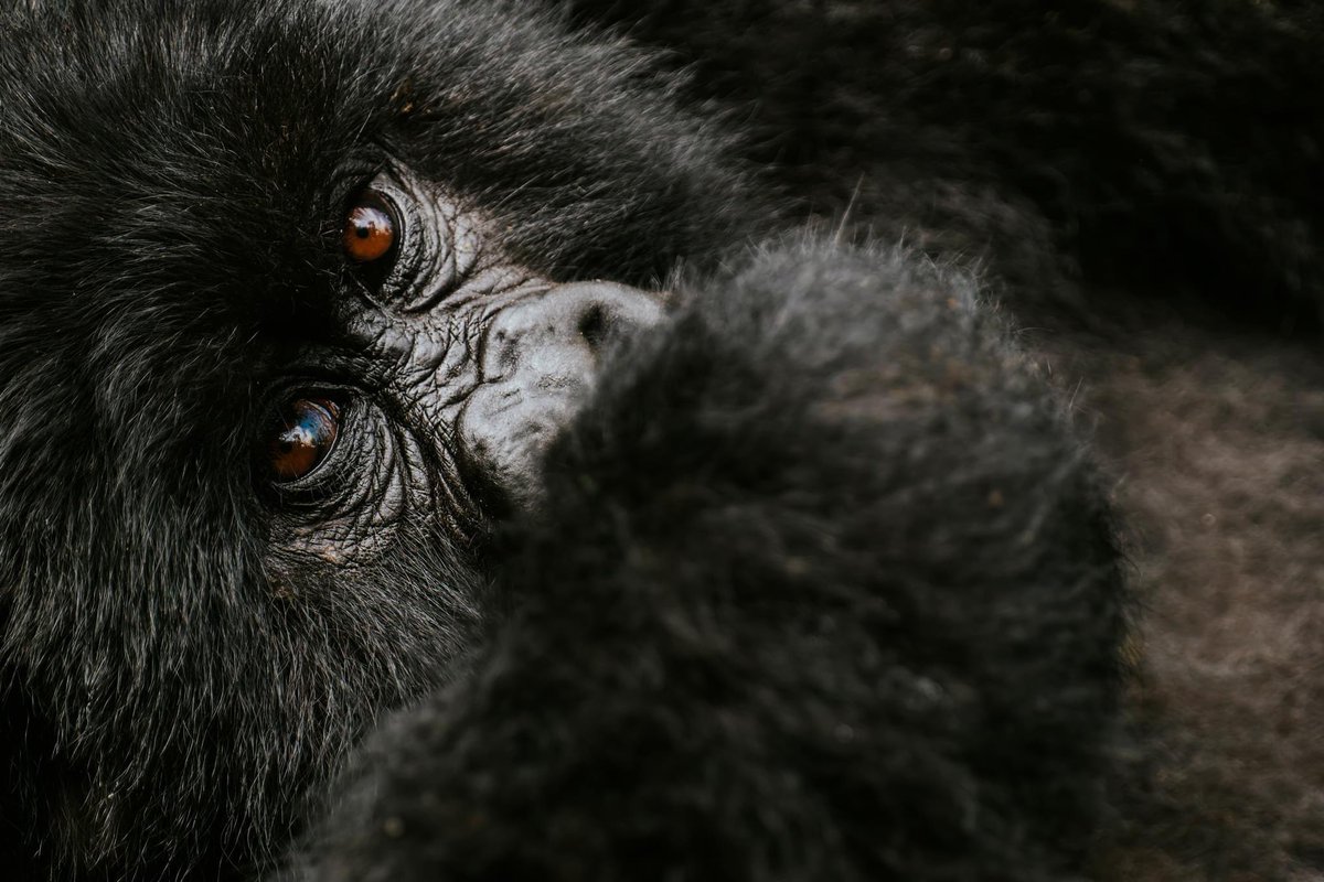 gregoryrohart's tweet image. 1/3 Les yeux dans les yeux avec un gorille des montagnes, parc national des Volcans, Rwanda.